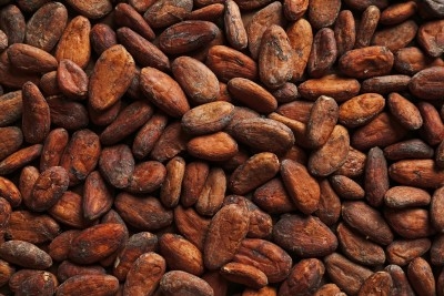 A sea of cacao beans