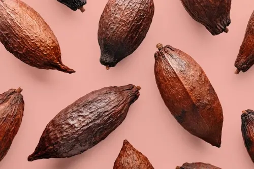 Cocoa Beans 1 jpg