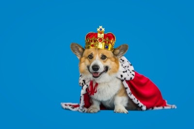 A Corgi in a Crown and Robe