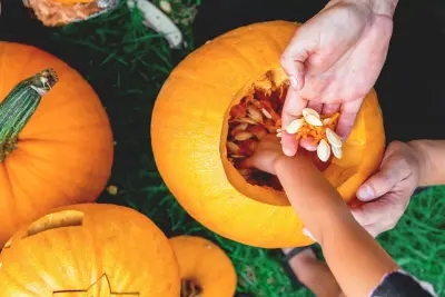 Someone gutting their fresh orange pumpkin, ready to carve for Halloween!