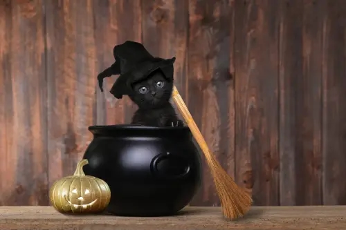 THE WHOLESALE SWEETS HALLOWEEN QUIZ